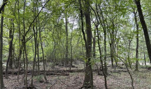 Photo #26 of Off Bunnlevel Erwin Rd, Bunnlevel, NC 41.4 acres