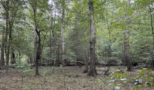 Photo #27 of Off Bunnlevel Erwin Rd, Bunnlevel, NC 41.4 acres