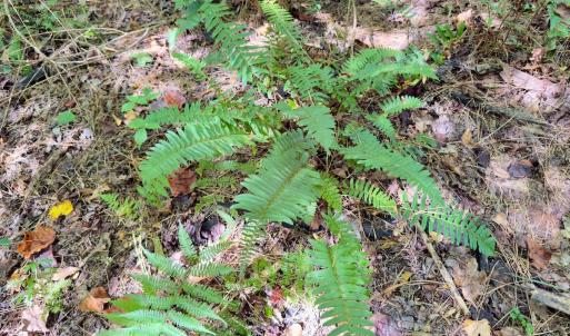 Photo #16 of 1788 Sandhill Game Management Road, Ellerbe, NC 33.4 acres