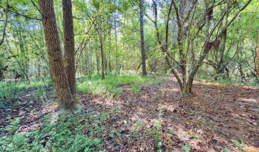 Photo #19 of 1788 Sandhill Game Management Road, Ellerbe, NC 33.4 acres