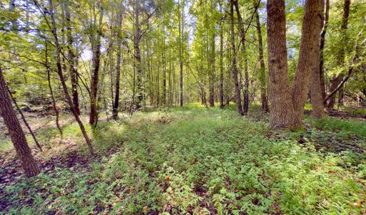 Photo #20 of 1788 Sandhill Game Management Road, Ellerbe, NC 33.4 acres