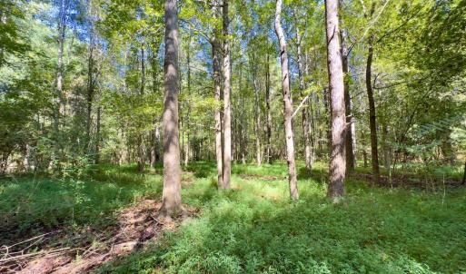 Photo #21 of 1788 Sandhill Game Management Road, Ellerbe, NC 33.4 acres