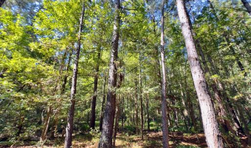 Photo #26 of 1788 Sandhill Game Management Road, Ellerbe, NC 33.4 acres