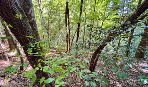 Photo #27 of 1788 Sandhill Game Management Road, Ellerbe, NC 33.4 acres