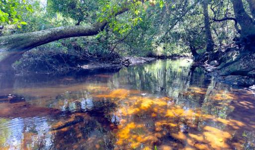 Photo #30 of 1788 Sandhill Game Management Road, Ellerbe, NC 33.4 acres