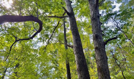Photo #31 of 1788 Sandhill Game Management Road, Ellerbe, NC 33.4 acres