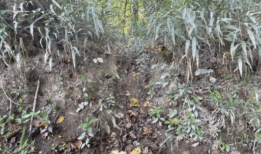 Photo #25 of Off Dahlia Road, Emporia, VA 25.4 acres