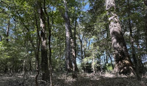 Photo #27 of Off Dahlia Road, Emporia, VA 25.4 acres
