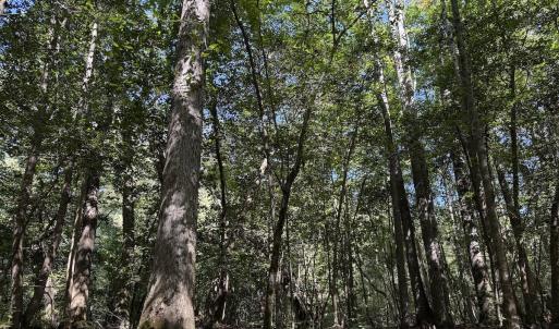 Photo #34 of Off Dahlia Road, Emporia, VA 25.4 acres