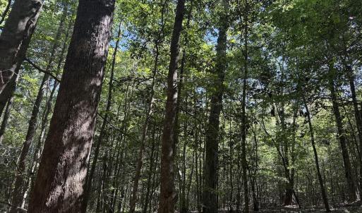 Photo #35 of Off Dahlia Road, Emporia, VA 25.4 acres