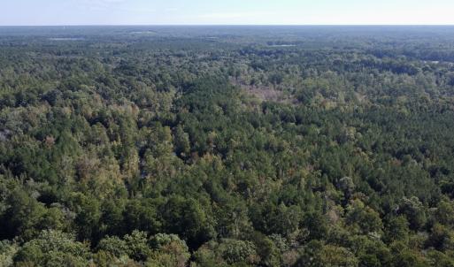 Photo #13 of Off Bunnlevel Erwin Rd, Bunnlevel, NC 41.4 acres