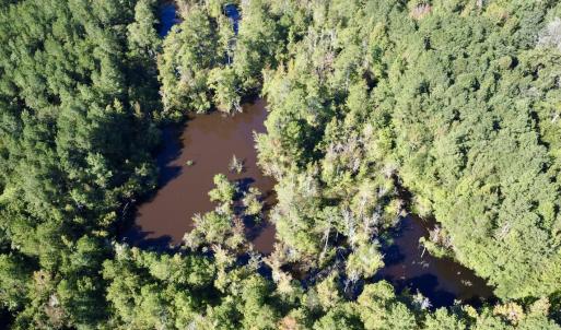 Photo #15 of Off Bunnlevel Erwin Rd, Bunnlevel, NC 41.4 acres
