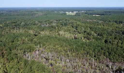 Photo #17 of Off Bunnlevel Erwin Rd, Bunnlevel, NC 41.4 acres