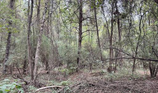 Photo #25 of Off Bunnlevel Erwin Rd, Bunnlevel, NC 41.4 acres