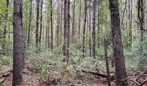 Photo #26 of Off Bunnlevel Erwin Rd, Bunnlevel, NC 41.4 acres