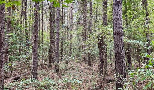 Photo #27 of Off Bunnlevel Erwin Rd, Bunnlevel, NC 41.4 acres