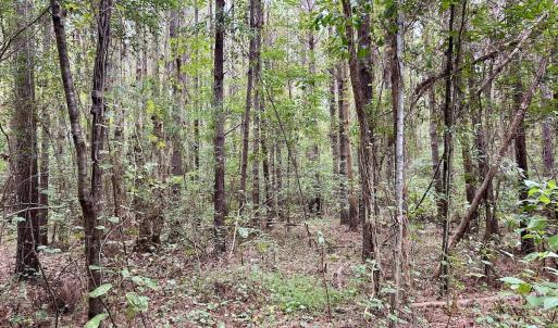 Photo #28 of Off Bunnlevel Erwin Rd, Bunnlevel, NC 41.4 acres