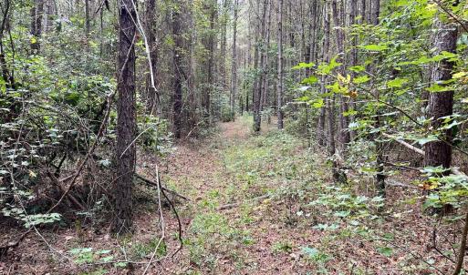 Photo #29 of Off Bunnlevel Erwin Rd, Bunnlevel, NC 41.4 acres