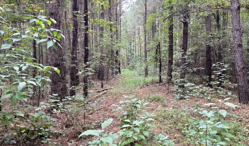 Photo #30 of Off Bunnlevel Erwin Rd, Bunnlevel, NC 41.4 acres