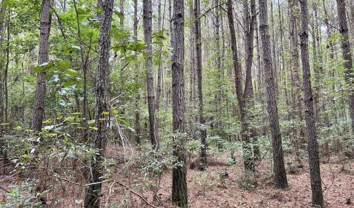 Photo #31 of Off Bunnlevel Erwin Rd, Bunnlevel, NC 41.4 acres
