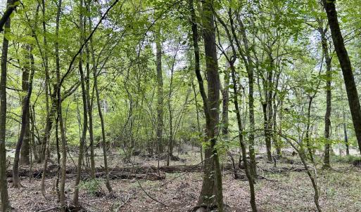 Photo #37 of Off Bunnlevel Erwin Rd, Bunnlevel, NC 41.4 acres