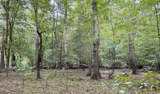 Photo #38 of Off Bunnlevel Erwin Rd, Bunnlevel, NC 41.4 acres