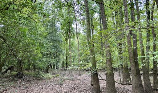 Photo #45 of Off Bunnlevel Erwin Rd, Bunnlevel, NC 41.4 acres