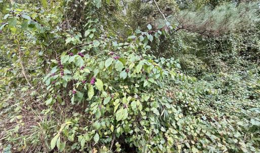 Photo #22 of Off E Waterway Dr, Belhaven, NC 60.0 acres