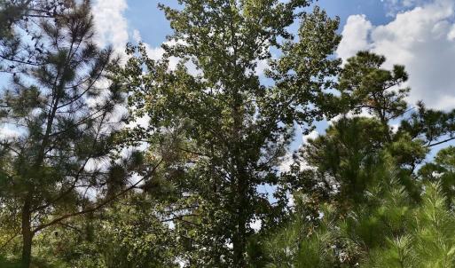 Photo #16 of Off Bessie Ln, Lumberton, NC 4.2 acres