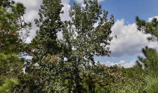 Photo #17 of Off Bessie Ln, Lumberton, NC 4.2 acres