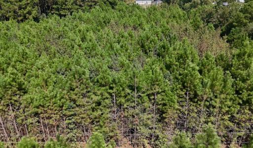 Photo #20 of Off Bessie Ln, Lumberton, NC 4.2 acres