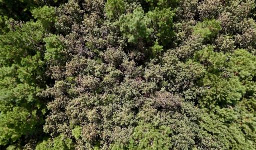 Photo #23 of Off Bessie Ln, Lumberton, NC 4.2 acres