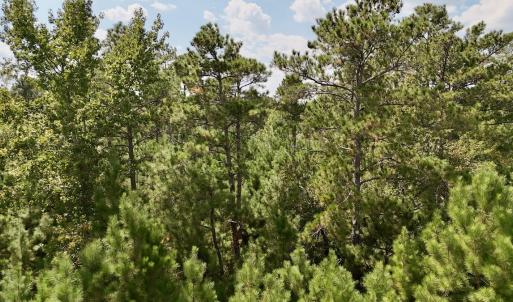 Photo #24 of Off Bessie Ln, Lumberton, NC 4.2 acres