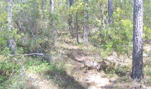 Photo #16 of Off Middle Bay Road, Hobucken, NC 12.0 acres