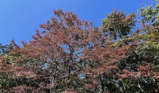 Photo #19 of Off Craig Woods Rd, New Castle, VA 2.8 acres