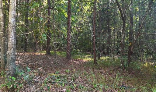 Photo #25 of Off of Bissette Rd, Middlesex, NC 24.5 acres