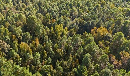 Photo #26 of Off of Bissette Rd, Middlesex, NC 24.5 acres
