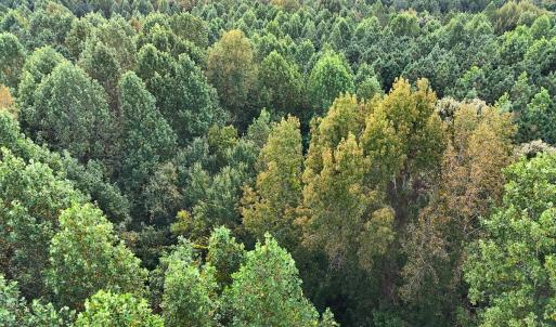 Photo #30 of Off of Bissette Rd, Middlesex, NC 24.5 acres