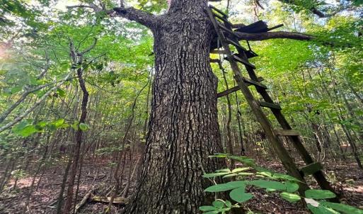 Photo #35 of Off of Bissette Rd, Middlesex, NC 24.5 acres