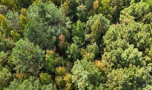 Photo #38 of Off of Bissette Rd, Middlesex, NC 24.5 acres
