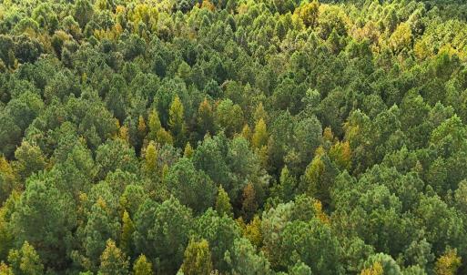 Photo #39 of Off of Bissette Rd, Middlesex, NC 24.5 acres