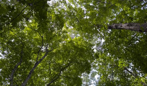 Photo #30 of Off Mann Oakley Road, Rougemont, NC 11.2 acres