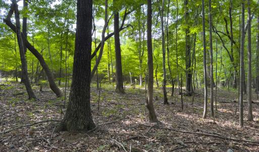 Photo #32 of Off Mann Oakley Road, Rougemont, NC 11.2 acres