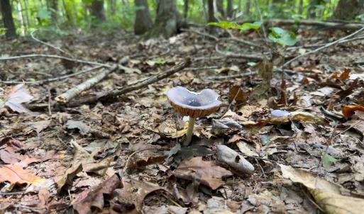 Photo #35 of Off Mann Oakley Road, Rougemont, NC 11.2 acres
