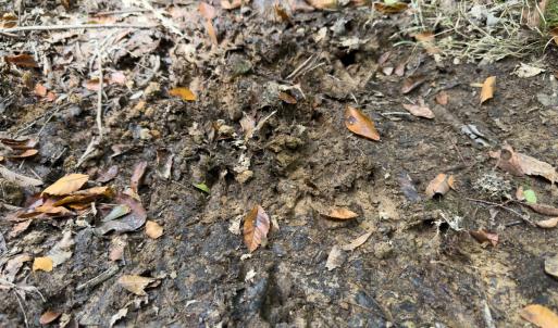 Photo #37 of Off Mann Oakley Road, Rougemont, NC 11.2 acres