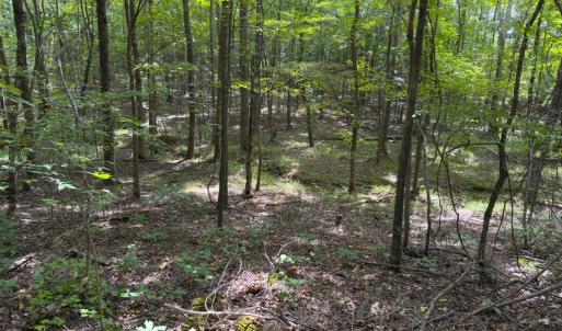 Photo #38 of Off Mann Oakley Road, Rougemont, NC 11.2 acres