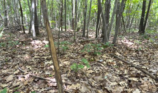 Photo #42 of Off Mann Oakley Road, Rougemont, NC 11.2 acres