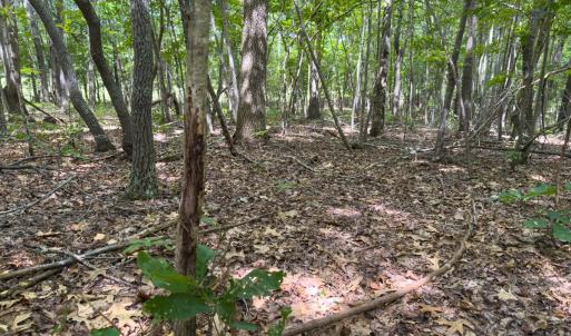 Photo #43 of Off Mann Oakley Road, Rougemont, NC 11.2 acres