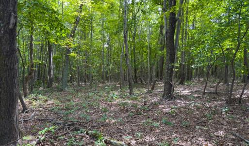 Photo #44 of Off Mann Oakley Road, Rougemont, NC 11.2 acres