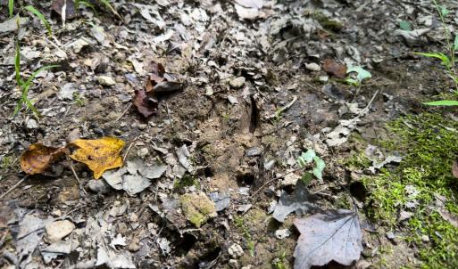 Photo #49 of Off Mann Oakley Road, Rougemont, NC 11.2 acres